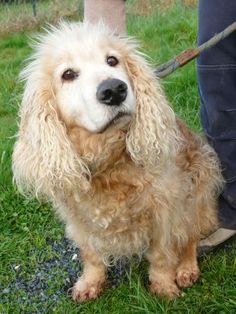 Les 123 Meilleures Images De Adopte En 2020 Adopter Un Chien Les 123 Meilleures Images De Adopte En 2020 Adopter Un Chien