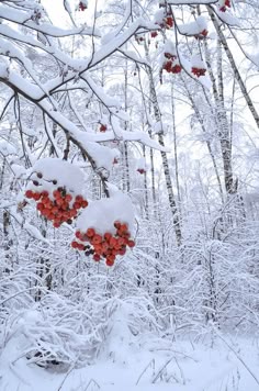 ☮ * ° ♥ ˚ℒℴѵℯ cjf Зимний Сад, Праздник, Осенние Фото, Парижская Тематика, Рождество В Старые Времена, Снежная Фотография