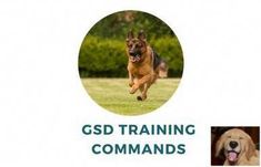 Aggression Dog Training Aggressiondogtraining Dog Training Tips