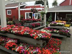 Marin County Blog Articles 76 Best Images On Pinterest Flowers At West End Nursery In San Rafael Garden Blog