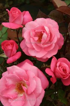 10 Best Alzheimer S Australia Sa Images On Pinterest Sweet Memory Hybrid Tea Rose Alzheimer S Australiaflowering Plantsplanting Flowerslove