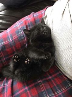 Pictures Of Really Fluffy Cats Doing Blep Pictures Of Really Fluffy Cats Doing Blep