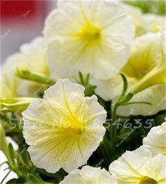 Petunia potunia plus yellow dresses Petunia potunia plus yellow dresses