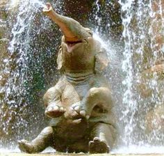 Image result for COOLING OFF ANIMALS