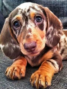 40 Adopt A Dachshund Sites Ideas Dogs Love 40 Adopt A Dachshund Sites Ideas