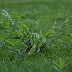 147 best lawncare lawn weeds and weedy grasses images lawn care weedy grasses