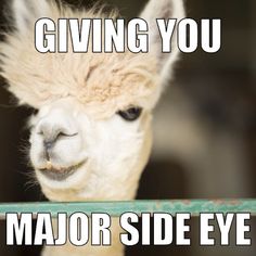 alpaca memes google search alpacas pinterest alpacas 16fd0964b4528ad9799fda70be61a0e5 alpaca meme alpaca memes google search alpacas pinterest alpacas,Alpaca Meme Generator