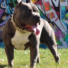 swole dogs pit bully todos pinterest dog dog boutique and