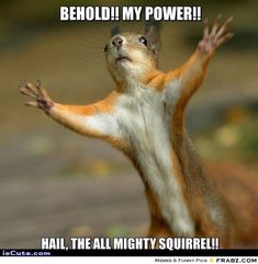 funny squirrel memes google search ''laugh at it\ 17466ed5352564543c7d819ec1f6c1c7 caption generator squirrel memes funny squirrel memes google search ''laugh at it\