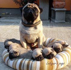 of pugs called a of pugs is called a grumble pug and animal of pugs called a of pugs is called a grumble pug and animal