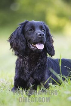 55 Best Working Er Spaniel Images On Pinterest Black Er Spaniel Working Dog Stock Photo