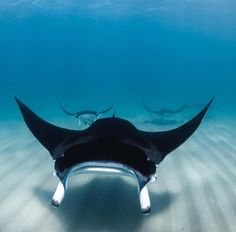 22 best manta dive