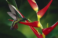1157421 Rufous Tailed Hummingbird Amazilia Tzacatl Feeding At And Pollinating Heliconia Heliconia Latispatha Fl Heliconia Hummingbird Flowers Hummingbird
