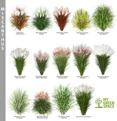 Aimado Seeds Garden-100 Pcs Herbes aux /épis roses graine herbe jardin gramin/ées ornementales exterieur vivace pour jardin
