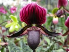 100X Rarest Baby Gesicht Orchidee Staude Blumensamen Heim Garten Dekor Schön