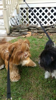 49 best lhasa apso