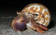 3211 best crabs for