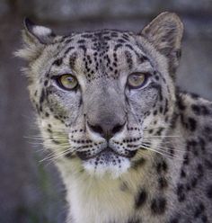 Снежный Барс, Красивые Кошки, Милые Животные, Дикие Животные, Леопарды, Большие Кошки, Тигры, Собаки, Фотография