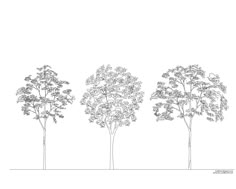 Architecture Drawing Of Trees simple drawing trees section architecture sanaa - google search Architecture Drawing Of Trees simple drawing trees section architecture sanaa - google search