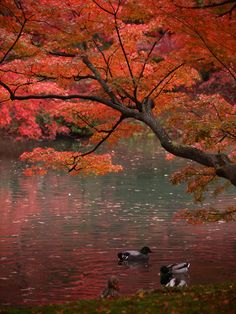 69 best fall screen saver images on pinterest autumn leaves