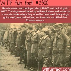Russian Anti Tank Dogs Fun Facts Russian Anti Tank Dogs Fun Facts