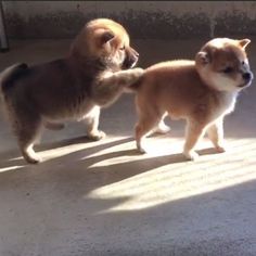 개 のアイデア 690 件 いぬ 可愛い犬 動物 개 のアイデア 690 件 いぬ 可愛い犬 動物