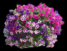 9 Best Our Hanging Baskets Images On Pinterest Garden Nursery Springtime In Southern Oregon Means Hanging Baskets Lining The Streets Where Do Those Beautiful Come From Four Seasons Nursery