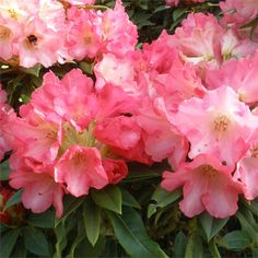 The 145 Best Rhododendron Images On Pinterest Garden Plants Rhododendron Surrey Heath Has Lovely Rose Pink Flowers With Orange Spotting And