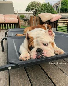 English Bulldog Puppy Tips On What You Must Do When You Get Him