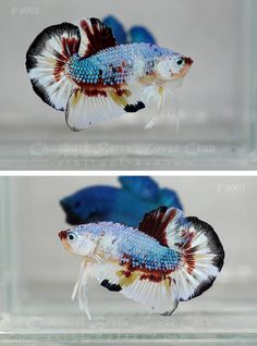 612 best betta fish