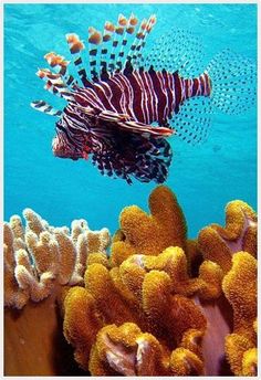 88 best reef crystals