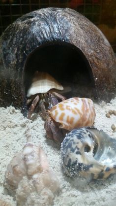 21 best hermit crabs