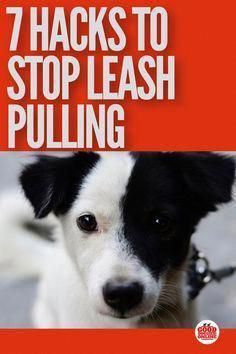 Get Free Guide Ideas And Help For Easy Train Dog When You Have
