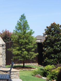 55 Best Deciduous Trees Shrubs Images On Pinterest In 2018 Bald Cypress Tree Available At Treeland Nursery In Gunter Tx Very Fast