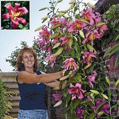 41 Best Lilies Images Bulb Flowers Beautiful Day Premium Dutch Flower Bulbs Garden Tulips Daffodilore