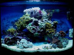 48 best saltwater tanks