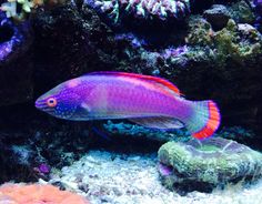 65 best my fish