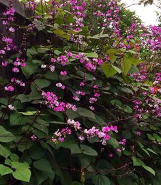 Practical Gardener Clematis and Climbers Pb