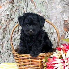 Yorkiepoo Yorkie Poo Puppy For Sale Near Akron Canton Ohio