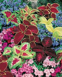this link gives tons of plant combos for sun vs flower beds containers etc for the front shade garden - Flower Garden Ideas Shade this link gives tons of plant combos for sun vs flower beds containers etc for the front shade garden - Flower Garden Ideas Shade