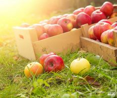 240 Organic Farming Ideas Organic Farming Organic Growth Hormone