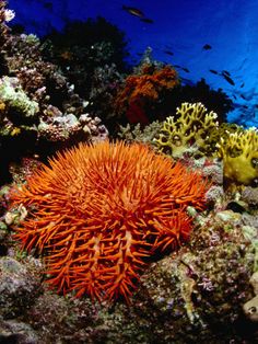 142 best red sea