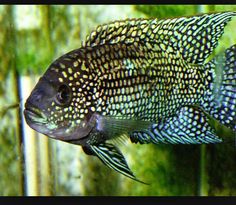 21 best cichlids south