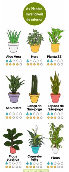 Aloe vera Pianta casa o ufficio Grande Pianta da interni