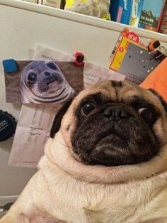 Pin By Pugs For Life On Pugs Life Pinterest Pugs Dogs And