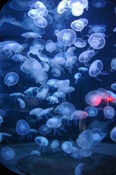 36 best fish tank