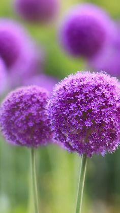 41 best free backgrounds images wallpaper for phone mobile latest mobile wallpaper sites