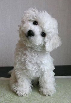 Poodle Dalmatian And Dog Https Www Facebook Com Photo Php Fbid Maltese Poodle Mixmaltese