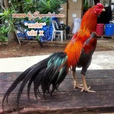 100 Gambar Ayam Aduan Super HD 100 Gambar Ayam Aduan Super HD