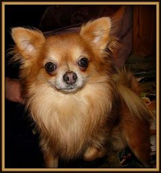 7 Best Puffin Dogs Images On Pinterest Australian Terrier Baby Chestnut Chihuahua Long Coat
